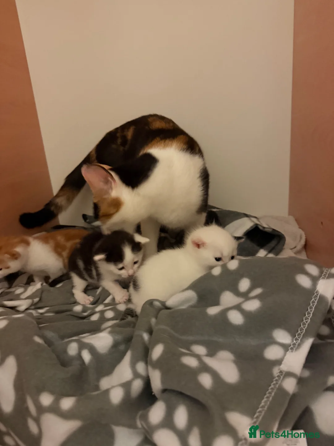 Mixed Breed cats for sale: Three adorable kittens  - Advert 2