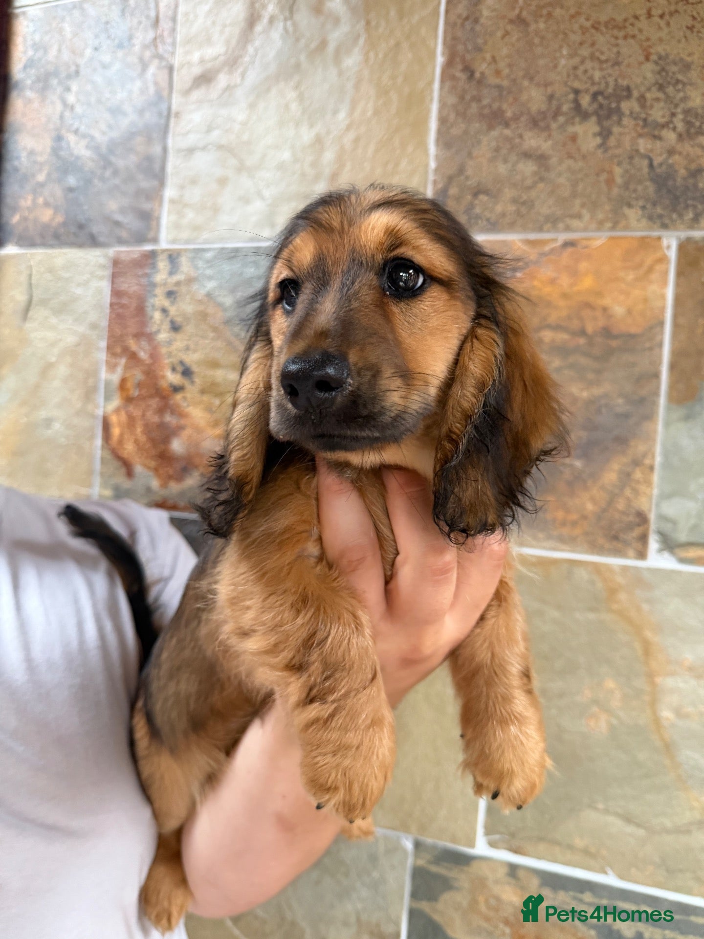 Miniature Dachshund dogs **REDUCED! LAST PUPPY AVAILABLE** - Advert 1