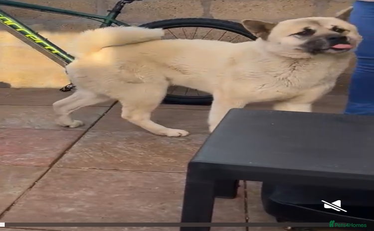 Akita dogs - Advert 1