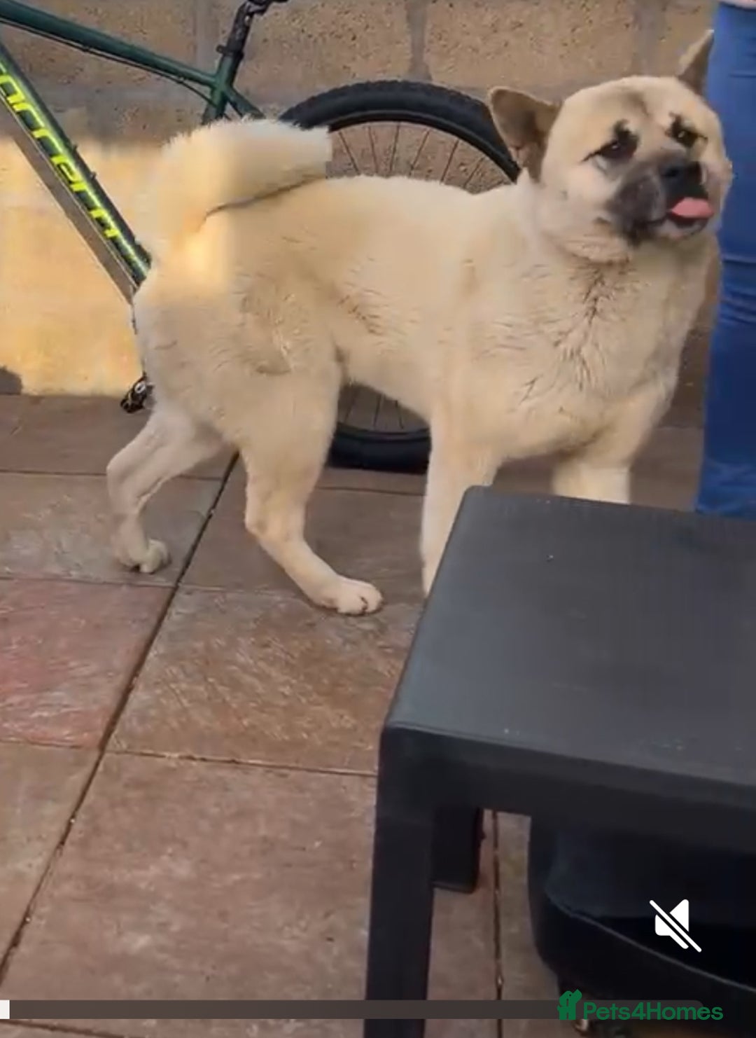Akita dogs for sale: Akita 2 years old  - Image 1