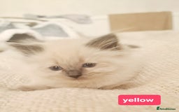 Ragdoll cats for sale: Pure ragdoll kittens READY NOW!! - Image 19