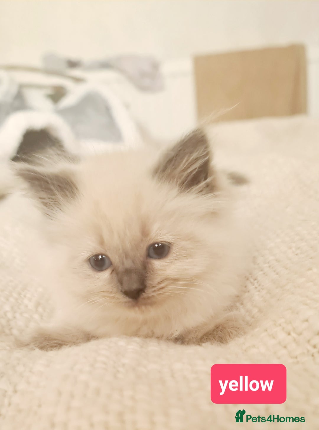 Ragdoll cats for sale: Pure ragdoll kittens READY NOW!! - Image 19
