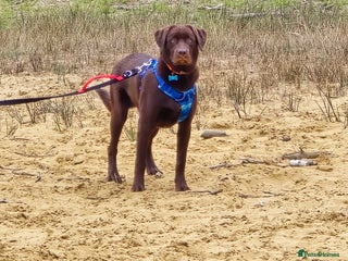 Borador dogs - Advert 17