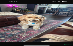 Australian Labradoodle dogs for sale: Pure Australian Labradoodle Puppies ready 30/09/25 - Image 7