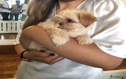 Mixed Breed dogs for sale: ADORABLE LITTER OF SHIH TZU/CHIHUAHUAS - Image 1