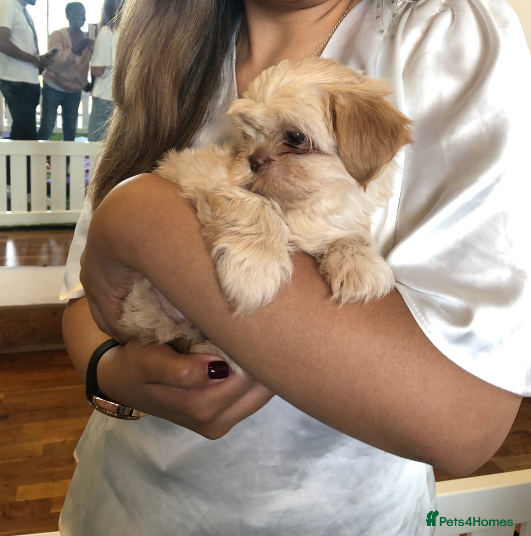 Mixed Breed dogs for sale: ADORABLE LITTER OF SHIH TZU/CHIHUAHUAS - Image 1
