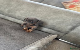 Miniature Dachshund dogs for sale: Miniature dachshunds baby’s for sale  - Image 4