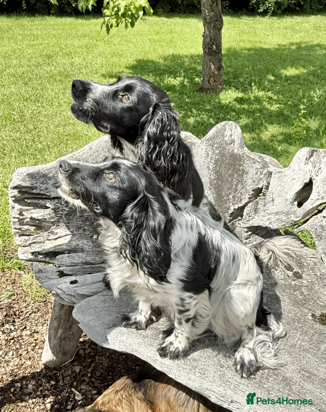 Cocker Spaniel dogs for sale: Beautiful Working Cocker puppies - Advert 1