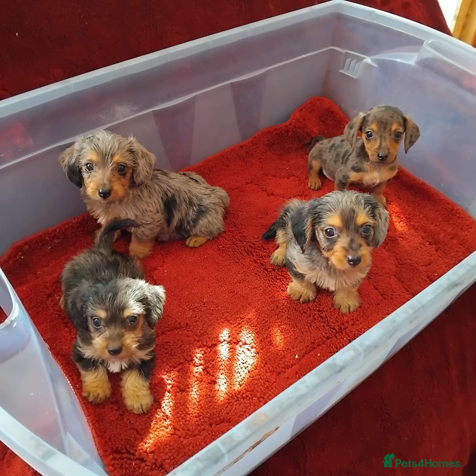 Dachshund dogs pedigree miniature dachshund puppies - Advert 2