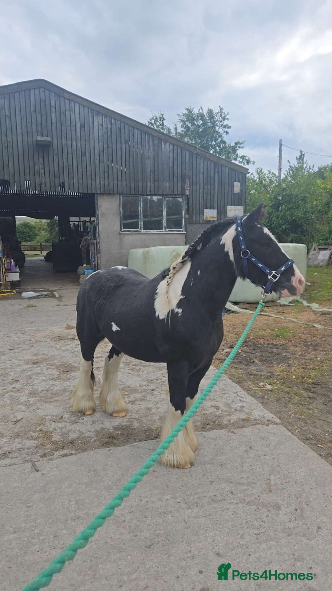 Irish Cob horses for sale: Tucker  - Image 1