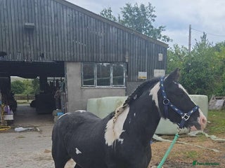 Irish Cob horses - Advert 17