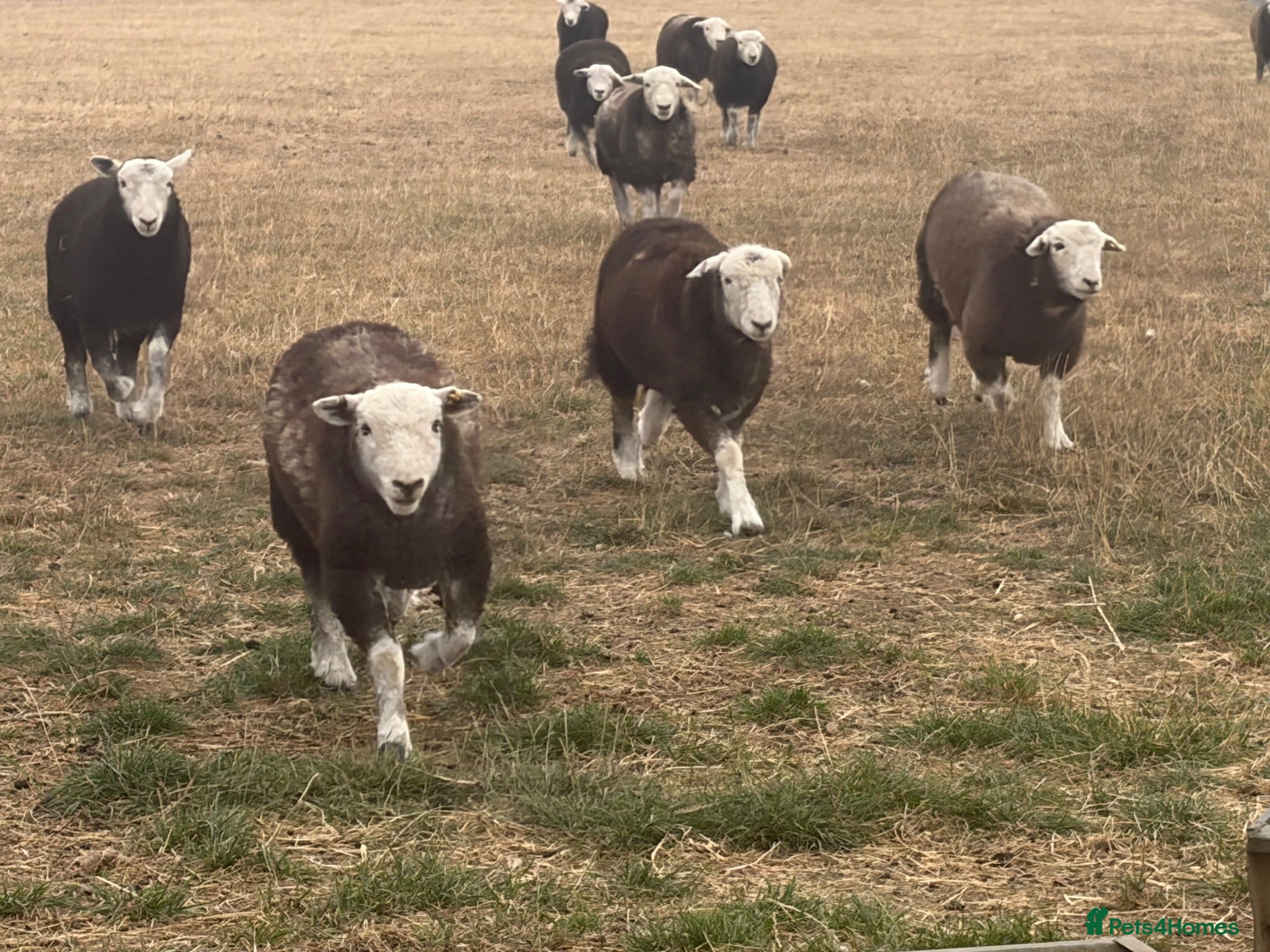 Sheep livestock Herdwick lambs  - Advert 9