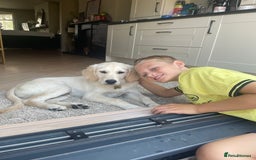 Golden Retriever dogs for sale: 5 month old puppy - Image 5