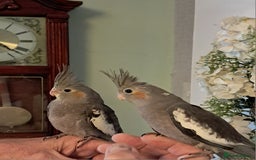 Cockatiels birds for sale: Hand reared baby cocktails very tame and ready  - Image 6