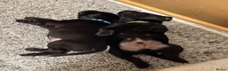 Labrador Retriever dogs for sale: KC Reg Black Labrador Puppies (£1600 Fixed Price) in Lydney - Advert 18