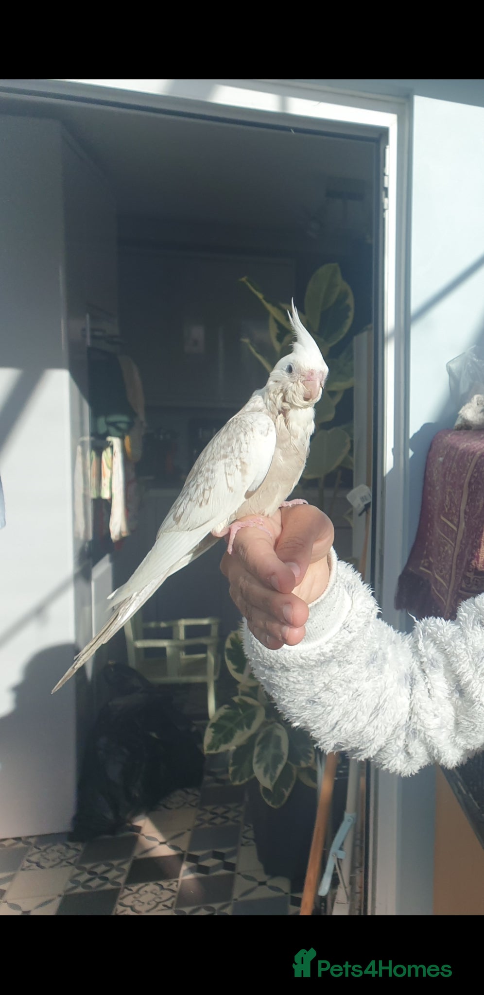 Cockatiels birds ** 2x resrved *NEW babies*hand reared cockatiels* - Advert 16