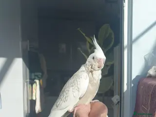 Cockatiels birds ** 2x resrved *NEW babies*hand reared cockatiels* - Advert 16