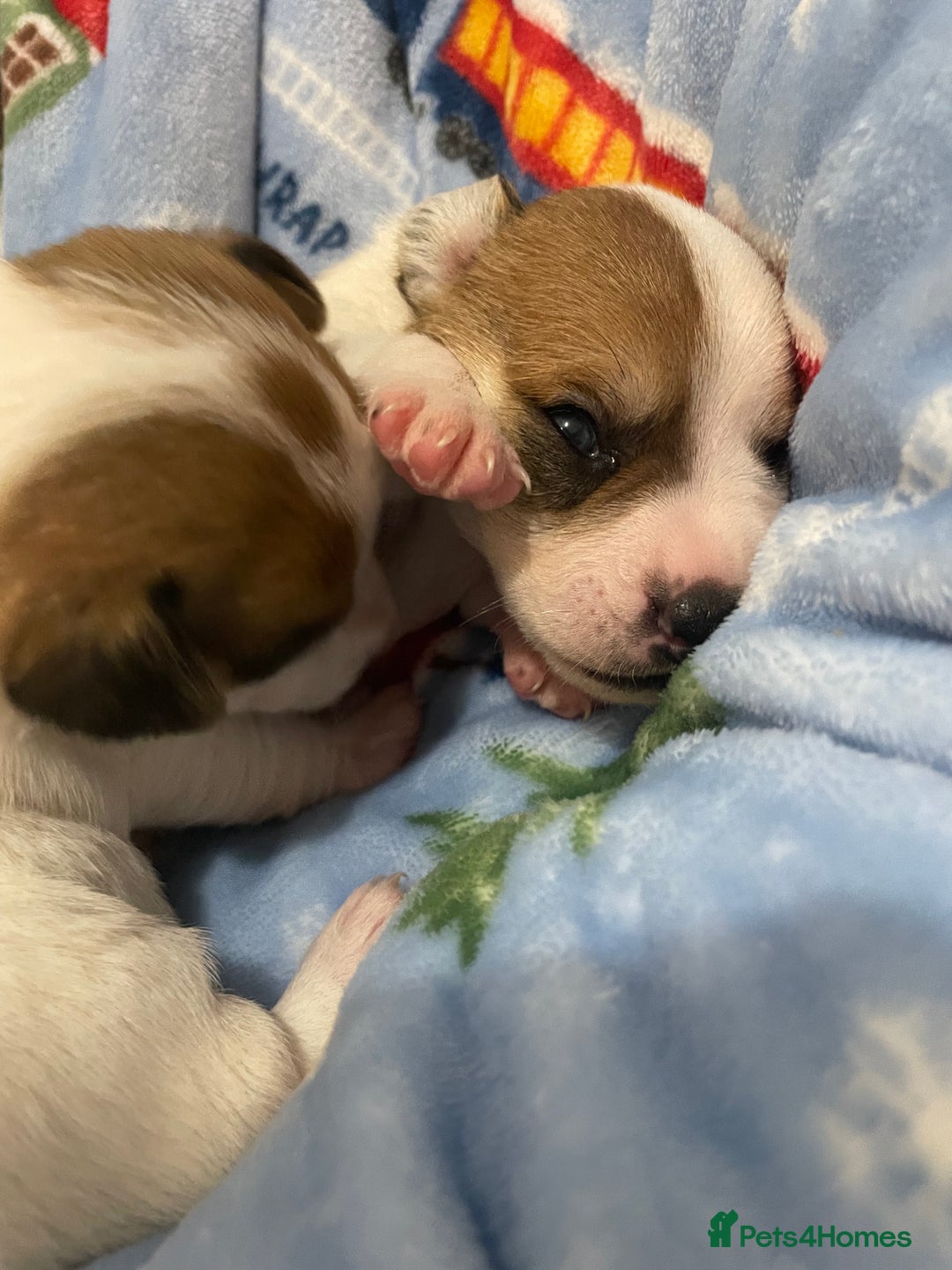 Mixed Breed dogs for sale: Chihuahua x Jack Russell puppies - Image 11