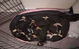 French Bulldog dogs for sale: FRENCH BULLDOGS 🐶🐶 - Image 1