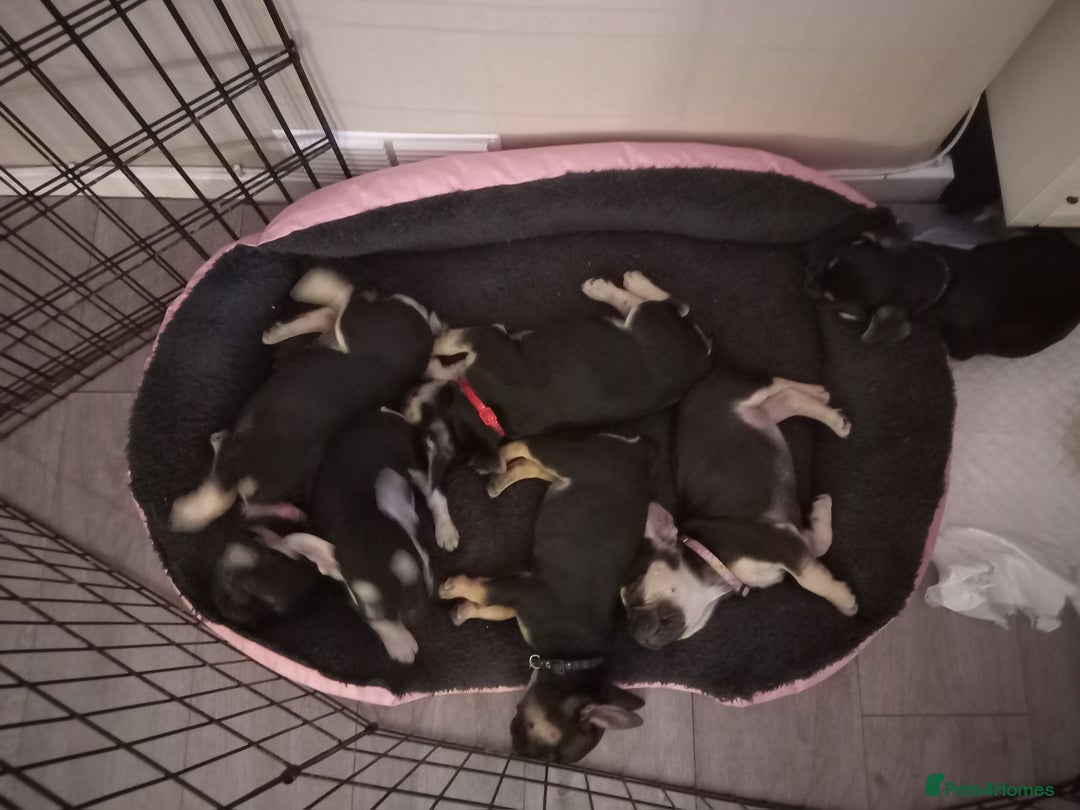 French Bulldog dogs for sale: FRENCH BULLDOGS 🐶🐶 - Image 1