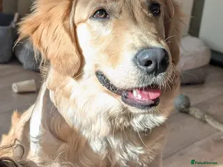 Golden Retriever dogs 7 months old golden retriever - Advert 7