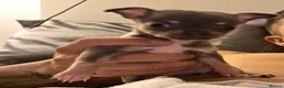 Chihuahua dogs for sale: Chihuahua Blue Tri. 1 Boy 1 Girl   - Advert 9