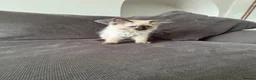 Ragdoll cats for sale: Purebred Ragdoll Boys  in St Albans - Advert 11