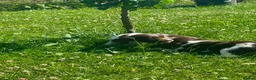 English Springer Spaniel dogs for sale: Springer Spaniel puppy  in Okehampton - Advert 2