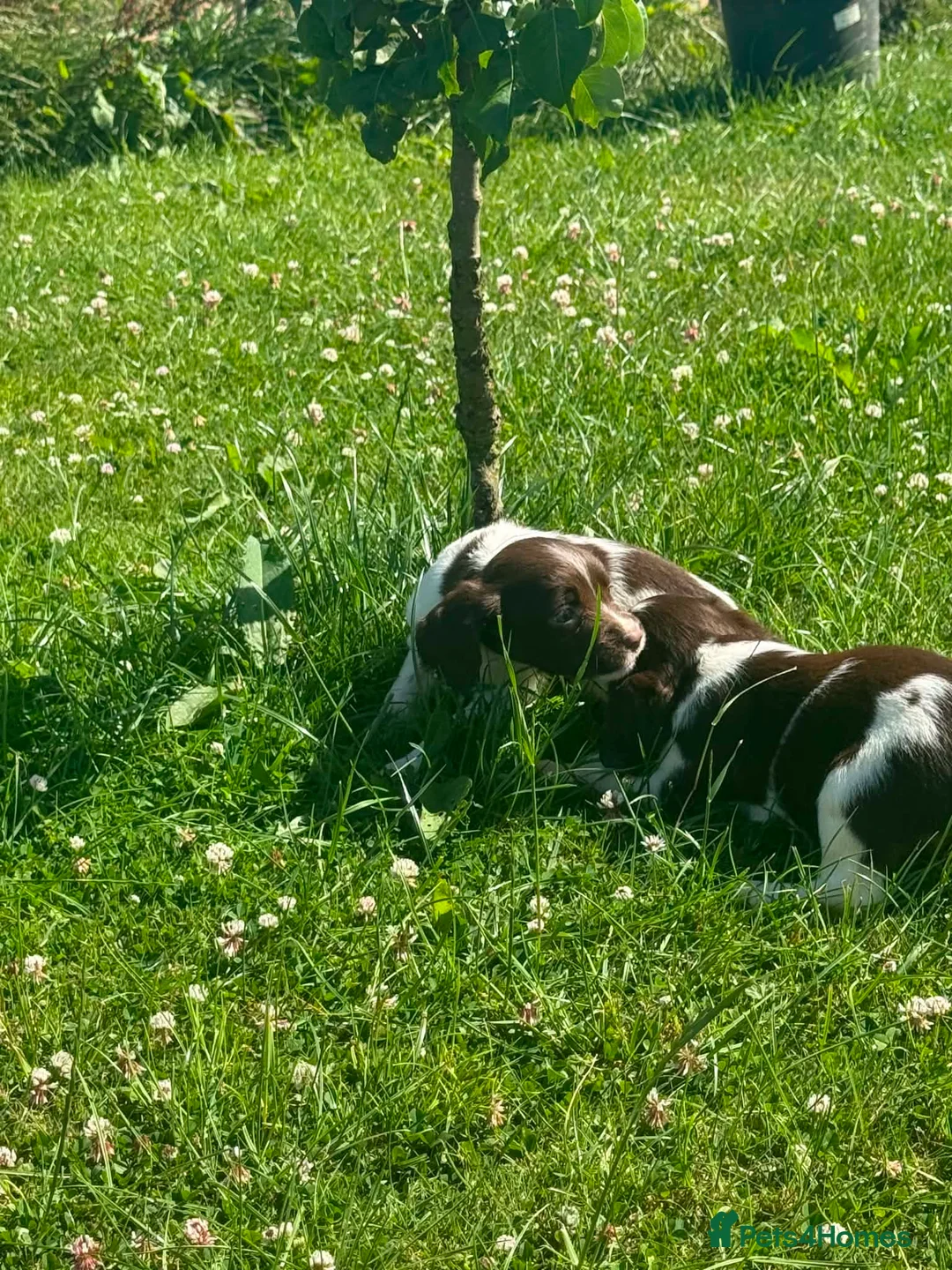 English Springer Spaniel dogs for sale: Springer Spaniel puppy  in Okehampton - Advert 2