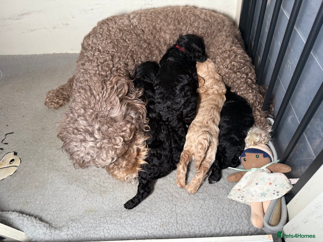 Cockapoo dogs for sale: SMALL COCKAPOO BABYS - Image 17