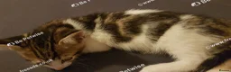 Mixed Breed cats for sale: 11 ‑week‑old male kitten. - Advert 5