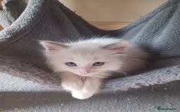 Ragdoll cats for sale: CUTE RAGDOLL KITTENS  - Image 18