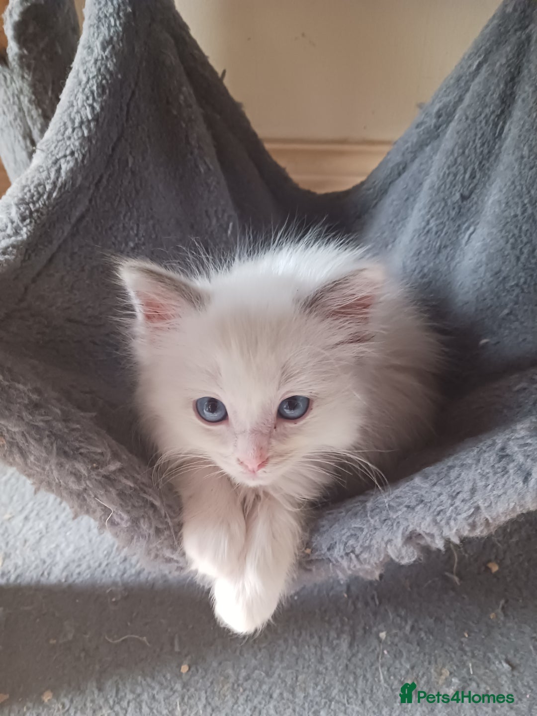 Ragdoll cats for sale: CUTE RAGDOLL KITTENS  - Image 18