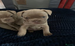 French Bulldog dogs for sale: 4 French bull dogs puppies  - Image 14