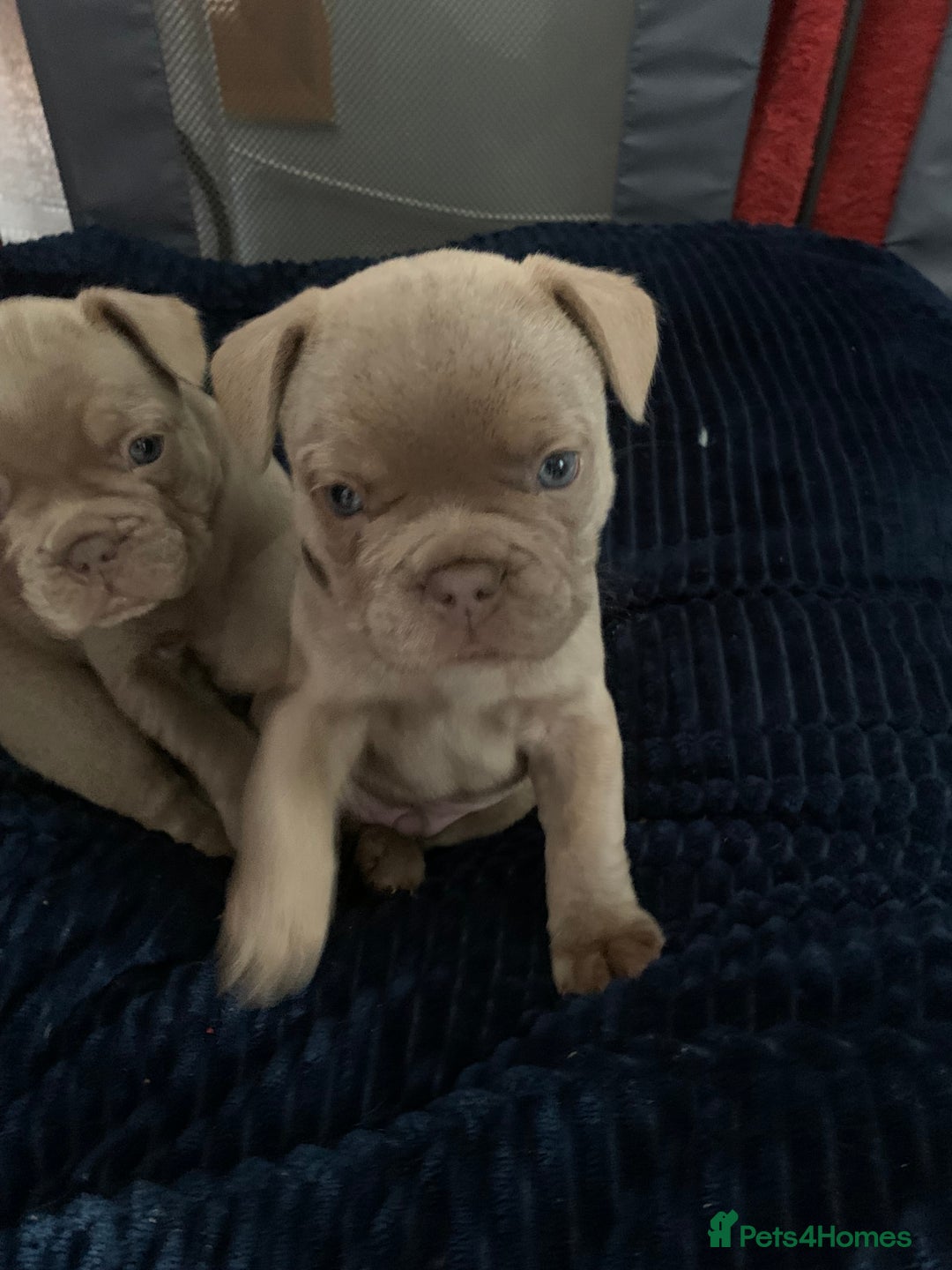 French Bulldog dogs for sale: 4 French bull dogs puppies  - Image 14