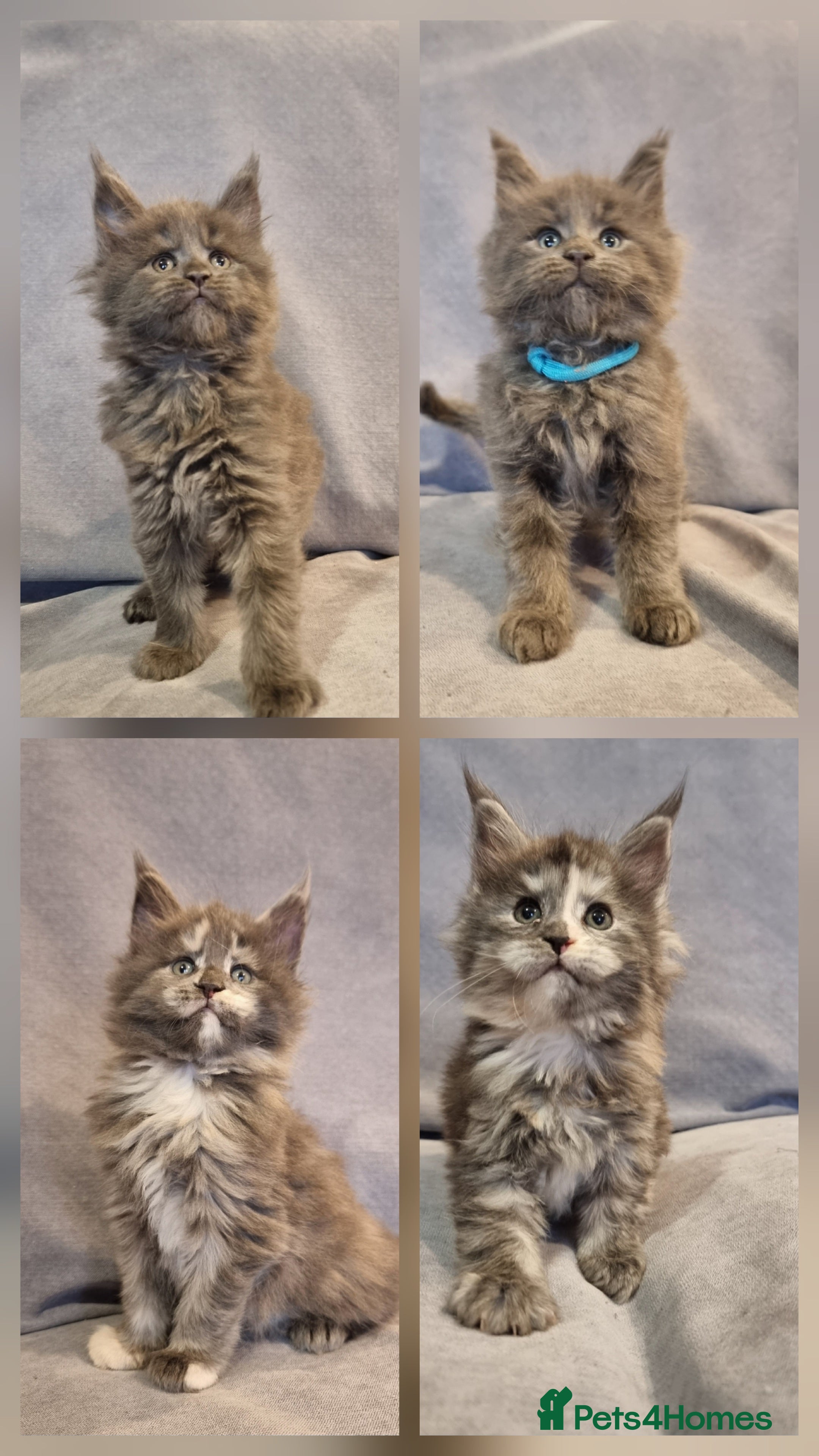 Maine Coon cats Gorgeous TICA register kittens - Advert 13