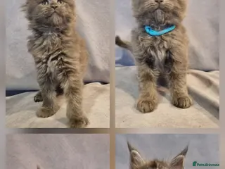 Maine Coon cats Gorgeous TICA register kittens - Advert 4