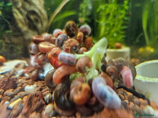 Snails invertebrates - Advert 14