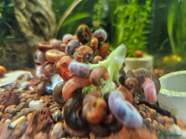 Snails invertebrates for sale - Advert 1