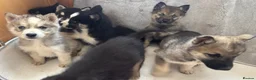 Shepsky dogs for sale: German shepherd cross husky puppy’s  - Advert 10