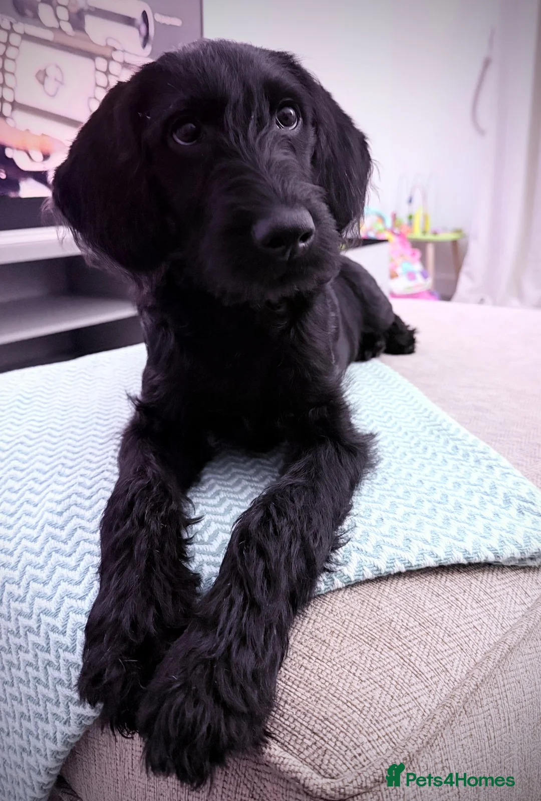 Labradoodle dogs for sale: Labradoodle - Advert 1