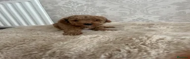 Miniature Poodle 1