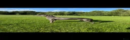 Whippet dogs for sale: Exquisite litter of whippet puppies  in Ormskirk - Advert 27