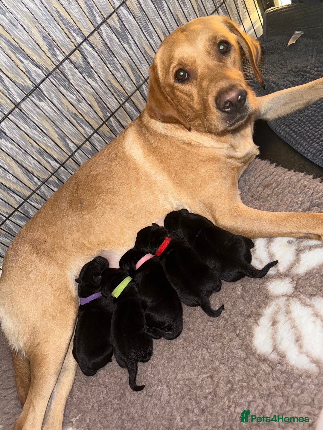Labrador Retriever dogs for sale: Kc registered Labrador puppies available ⭐️⭐️⭐️⭐️ - Image 3