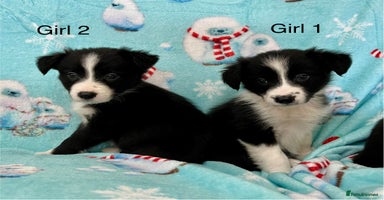 Border Collie dogs - Advert 14