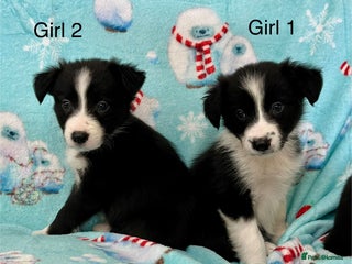 Border Collie dogs - Advert 1