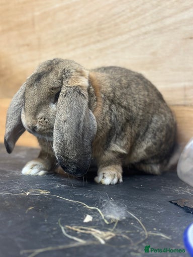 Gallery Image {{count}}