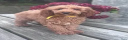 Miniature Poodle dogs for sale: Gorgeous Miniature Poodles - Advert 3