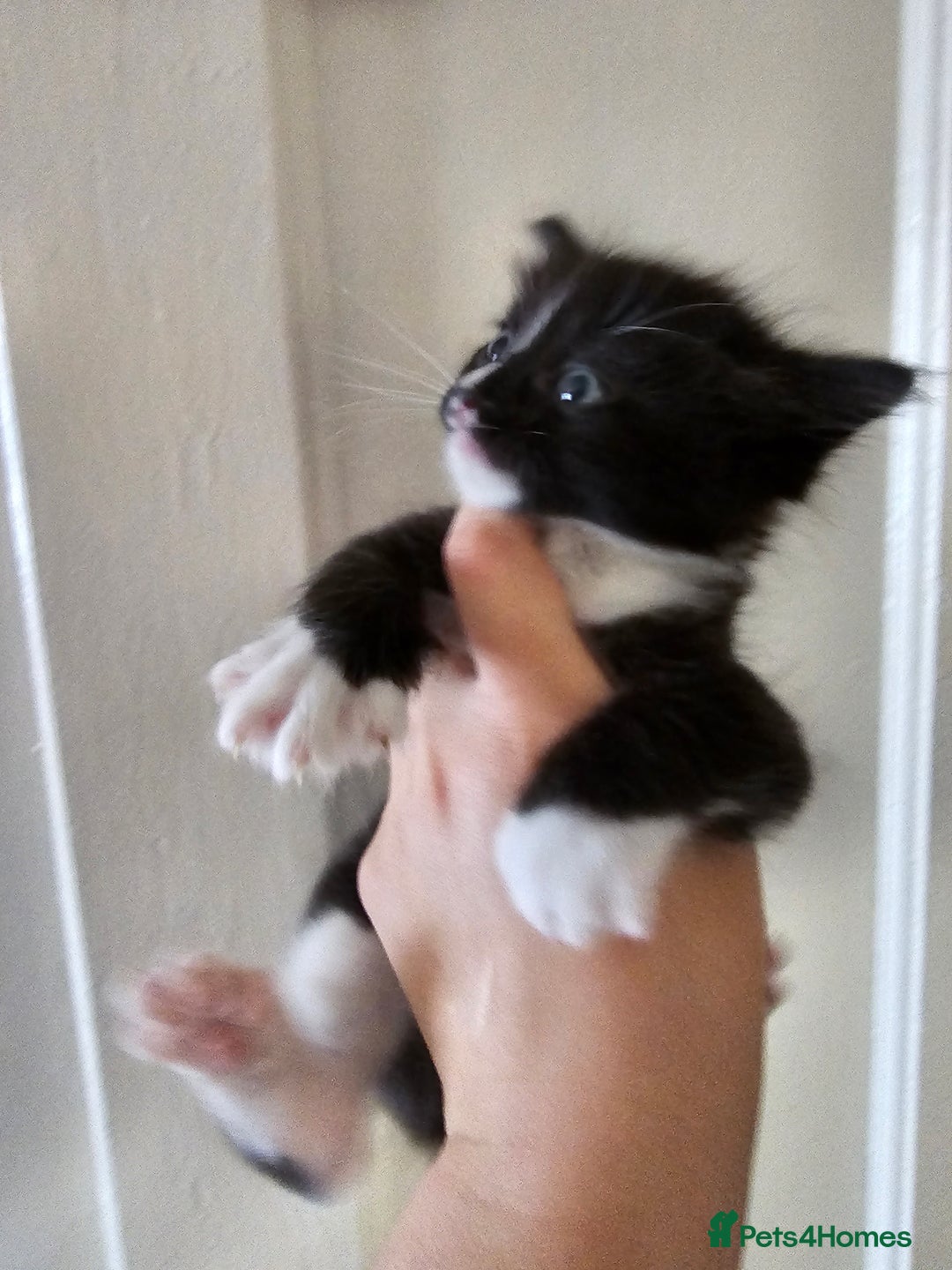 Mixed Breed cats for sale: Kittens for sale ready to leave to good homes  - Image 8