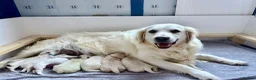Golden Retriever dogs for sale: Stunning golden retriever puppies  - Advert 14